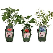 Der shop bietet dir neben den gutscheinen noch weitere sparmöglichkeiten Mein Schoner Garten Bio Pflanzen Set Beerenfreude Gunstig Online Kaufen Mein Schoner Garten Shop