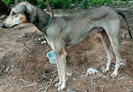 Sambal Kanni Male Rajapalayam Hound Dogs Facebook Dogspot celebrates the love and passion pet parents have for their pets. sambal kanni male rajapalayam