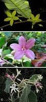 Image result for Secamone punctulata