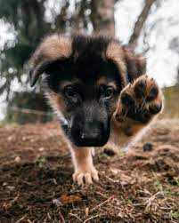 Can Dogs Eat Onions Are Onions Safe For Dogs Dogtime Puppies Cute Puppies Cute Animals