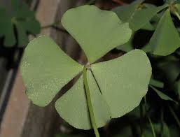 Image result for Marsileaceae