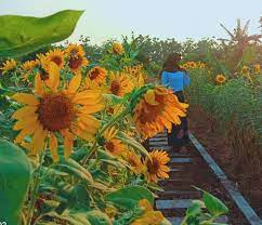 Vila ini berada 17 mi (27,4 km) dari taman safari indonesia dan 28,1 mi (45,3 km) dari kebun raya bogor. Infopublik Taman Bunga Matahari Indramayu Cocok Berswafoto Ketika Libur Kuliah