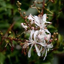 Image result for Scleria racemosa