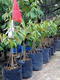 Hp Wa 0822 2022 8118 Harga Bibit Durian Musang King Bibit Durian Musang King Super Plants Durian Gratis