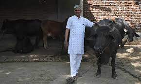 India's cows offer biogas alternative to Mideast energy crunch