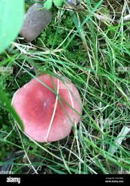 Image result for Russula mariae