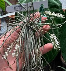 Image result for Microcoelia stolzii