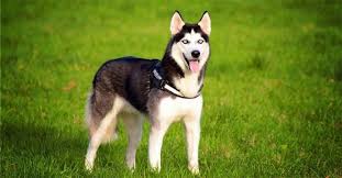 Keep in mind that there will also be the ongoing costs of food, grooming, veterinarian visits, training, and more. How Much Do Huskies Cost All You Need To Know Before Buying One