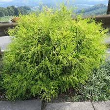This bamboo can give your screen a splash of color. Gold Fadenzypresse Chamaecyparis Pisifera Filifera Aurea Nana