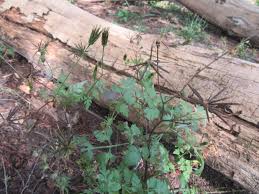 Image result for Bidens bipinnata