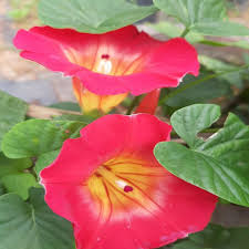 Image result for Stictocardia beraviensis