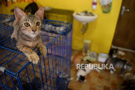 Tentunya bisa dimulai dengan mengonsumsi makanan sehat dan menjaga gaya hidup yang sehat. Kiat Merawat Kucing Lokal Menurut Dokter Hewan Republika Online