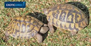 Unlike many other animals, tortoises are very easy to care for. Which Tortoise Should You Get Exoticdirect
