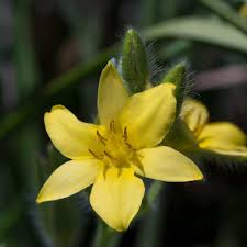 Image result for Hypoxis