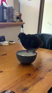 Bird Bouncing Golf Ball On Concrete Bird Not Doing The Drinking Thing Too Well Video In 2020 Funny Animal Videos Animal Memes Funny Birds