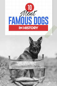 Eager to please, outgoing about this name: 10 Most Famous Dogs In History And Their Stories Worth Telling