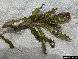 Image result for Potamogeton crispus