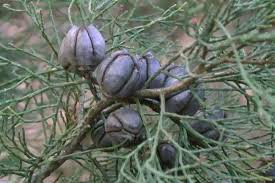 Image result for Callitris