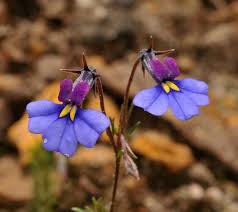 Image result for Monopsis decipiens