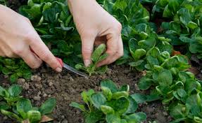 Feldsalat Pflanzen Pflegen Und Ernten Mein Schoner Garten