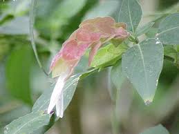 Image result for Justicia stachytarphetoides