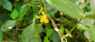 Image result for Vigna hosei