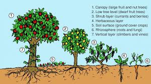 Maybe you would like to learn more about one of these? Plant An Edible Forest Garden 52 Climate Actions