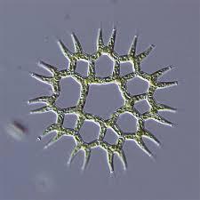Image result for Pseudopod Ospermum