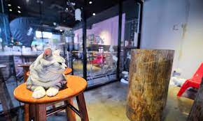 It is an icon with title. 6 Cat Cafes In Kl And Selangor Expatgo