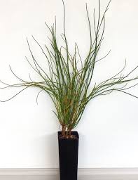 Image result for Casuarina verticillata