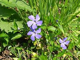 Gardeners hq plant growing guides. Vinca Minor Wikibooks Open Books For An Open World