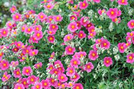 Flowers are a soft crimson with white stripes. Rock Rose Helianthemum Raspberry Ripple Stock Image C037 7431 Science Photo Library