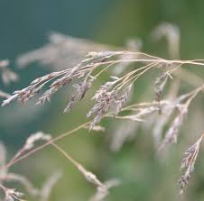 Image result for Eragrostis rogersii