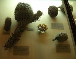 Buy monkey puzzle tree seeds at treeseeds.com. Monkey Puzzle Tree