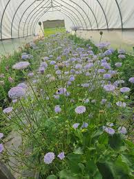 Image result for Lasiodiscus mannii