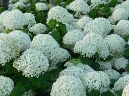 The White Garden Glasshouse Works White Flowers Names White Gardens White Flowers