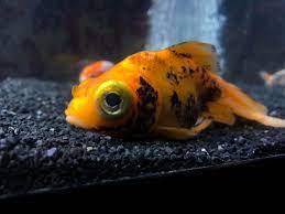Why Is My Goldfish Turning Black Should You Be Concerned Thepetfaq