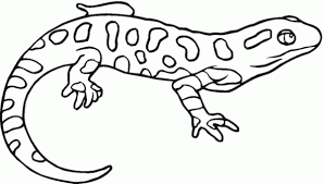 18 Latest Salamander Tattoo Drawings 18+ latest salamander tattoo drawings. 18 latest salamander tattoo drawings