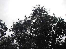 Image result for Tessmannia burttii