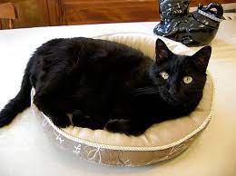 Healthy cats can survive for 1 week (or more) without food and just 3 days without water consumption. Caring For A Cat Whose Kidneys Have Failed