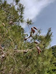 وقد جاء في غير أثر أن الوطء في الدبر هو اللوطية الصغرى، وقد ثبت عن النبي أنه قال ( إن الله لا يستحيي من الحق لا تأتوا النساء في حشوشهن ) والحش هو الدبر وهو موضع القذر، والله. Ø³ÙˆÙŠØ³Ø±Ø§ Ø§Ù„ØµØºØ±Ù‰