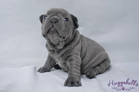 High to low nearest first. Gorgeous Blue French Bulldogs Puppies For Sale French Bulldog Puppies Blue French Bulldog Puppies French Bulldog