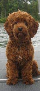 Mini Red Australian Labradoodle Labradoodle Puppy Australian Labradoodle Labradoodle