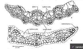Gambar 2 adalah morfologi daun terong. Anatomi Daun Alponsin