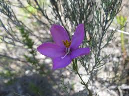 Image result for Chironia