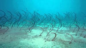 As young eels attain pigment and begin the journey into freshwater, they are called elvers. These Are Garden Eels Not Sea Grass Two Fish Divers