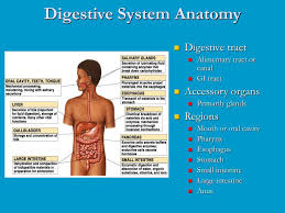 The best treatment for painful gallstones is surgery to remove your gallbladder. Ppt Digestive System Anatomy Powerpoint Presentation Free Download Id 396960