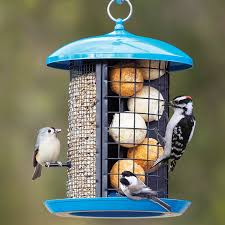 Best Bird Feeders For Small Birds Only Duncraft Com Feather Central Bird Feeder Bird Feeders Best Bird Feeders Bird