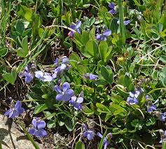 Image result for Landolphia violacea