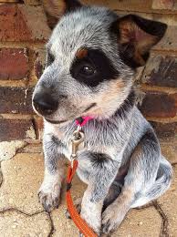 Black Australian Cattle Dog Puppy Australian Cattle Dog Puppy Cattle Dog Puppy Austrailian Cattle Dog Cattle Dog